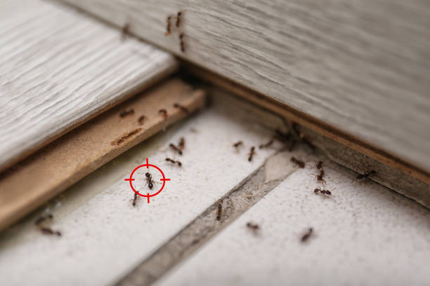 Best Affordable Pest Control Services  in Claypool, AZ
