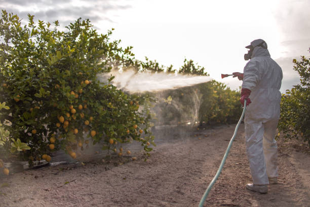 Best Ant Control Services  in Claypool, AZ