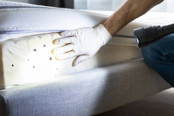 Best Spider Control Near Me  in Claypool, AZ