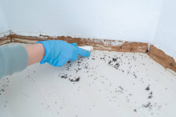 Best Termite Control Services  in Claypool, AZ