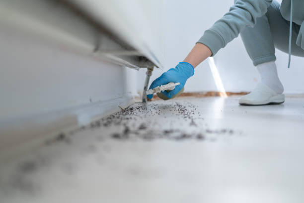 Best Affordable Pest Control Services  in Claypool, AZ